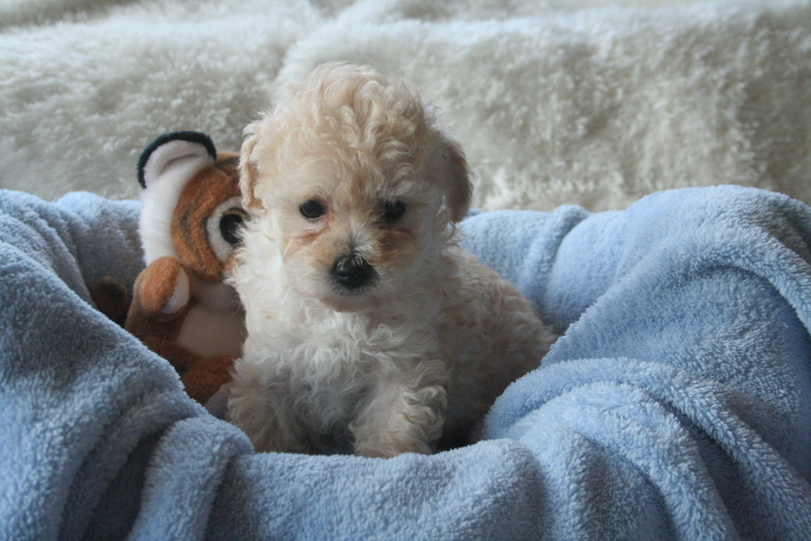 Welpen 14 6 14 (18) Kopie